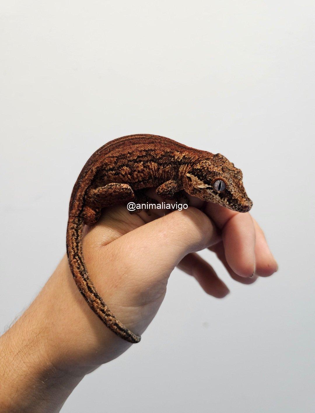 GECKO AURICULATUS SURTDO ADULTA PAREJA - Imagen 3