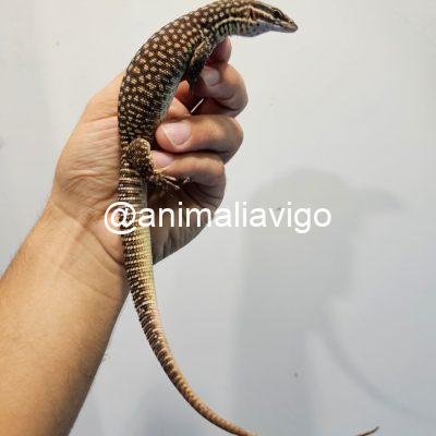 VARANO ACANTHURUS JUNIOR