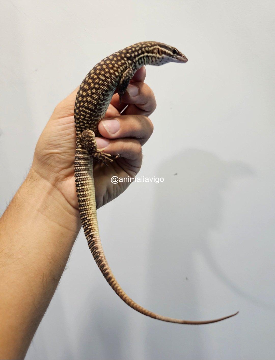 VARANO ACANTHURUS JUNIOR