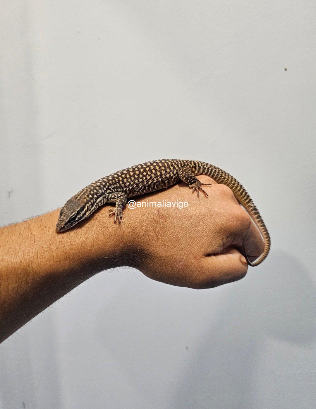 VARANO ACANTHURUS JUNIOR - Imagen 4