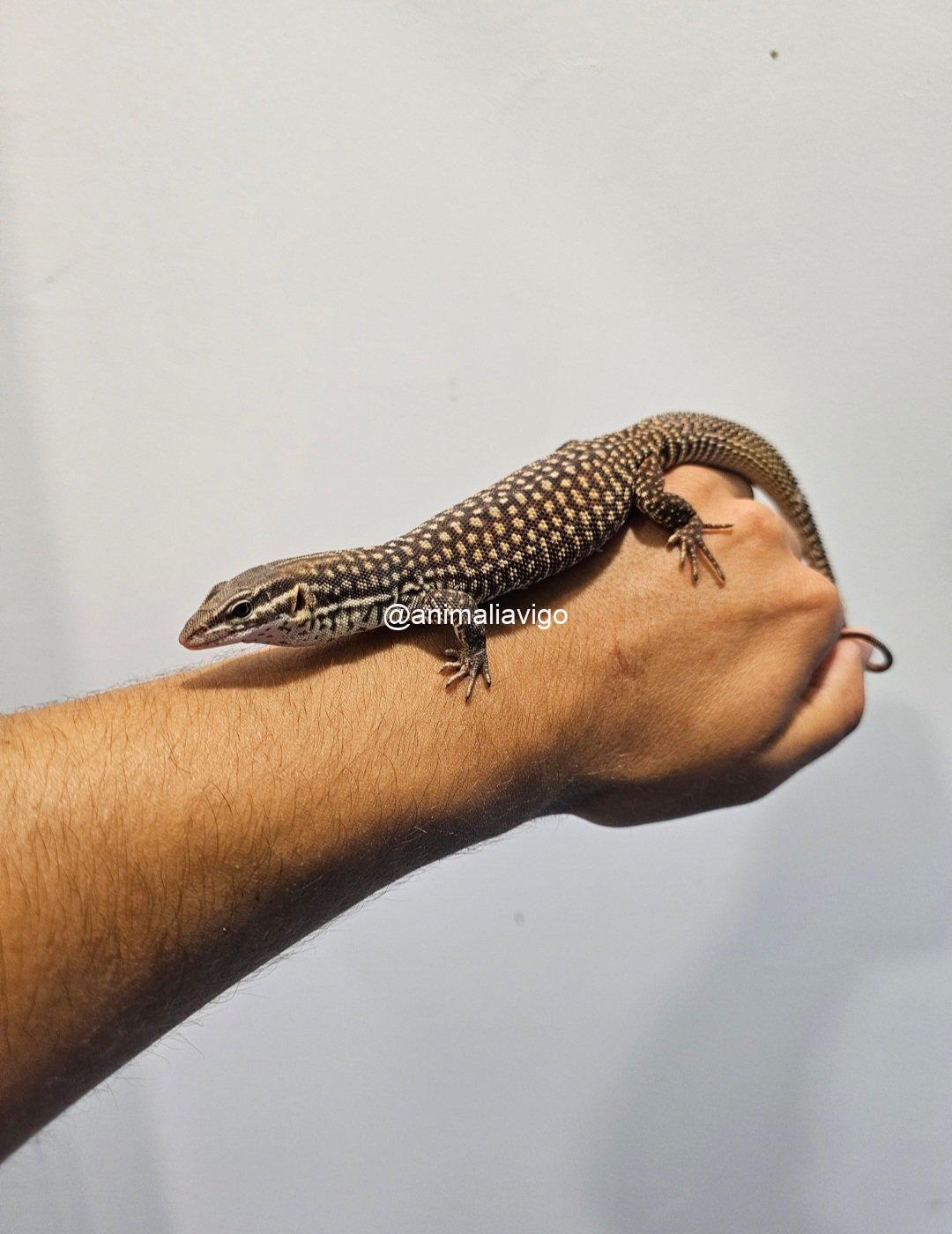 VARANO ACANTHURUS JUNIOR - Imagen 2