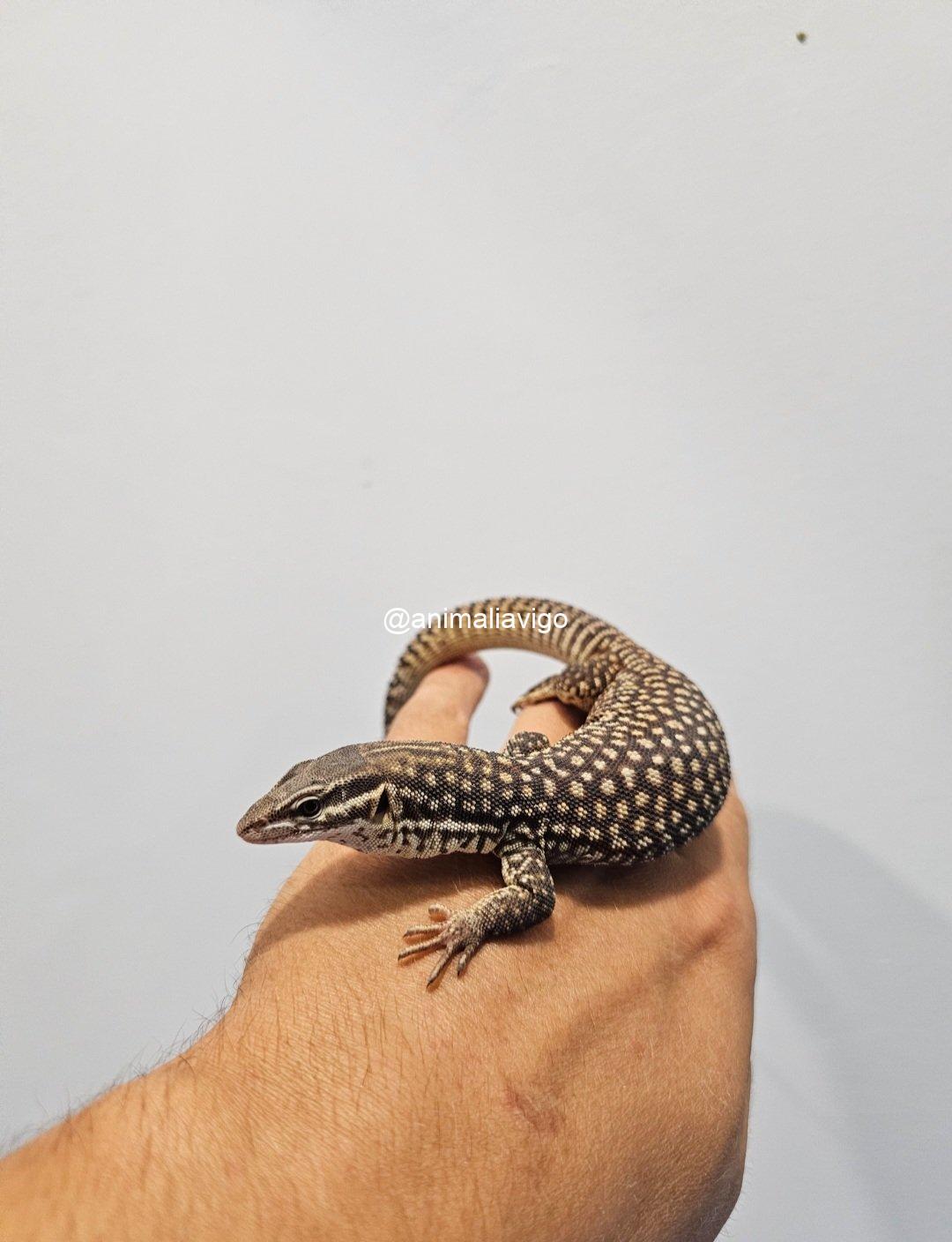 VARANO ACANTHURUS JUNIOR - Imagen 3