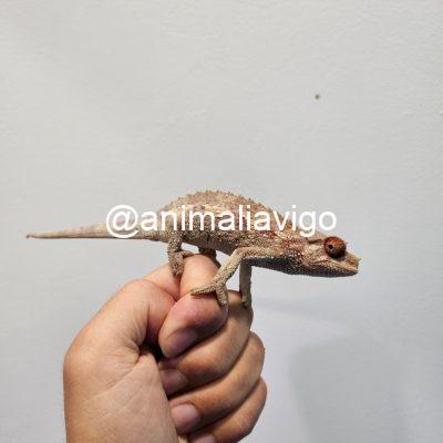 CAMALEON JACKSONII XANTOLOPHUS JUNIOR HEMBRA