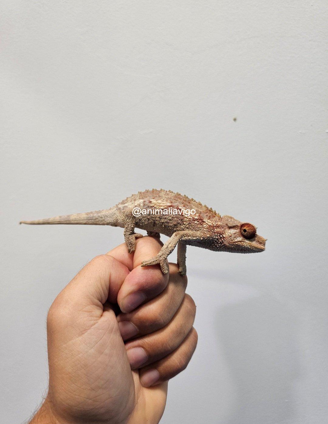 CAMALEON JACKSONII XANTOLOPHUS JUNIOR HEMBRA