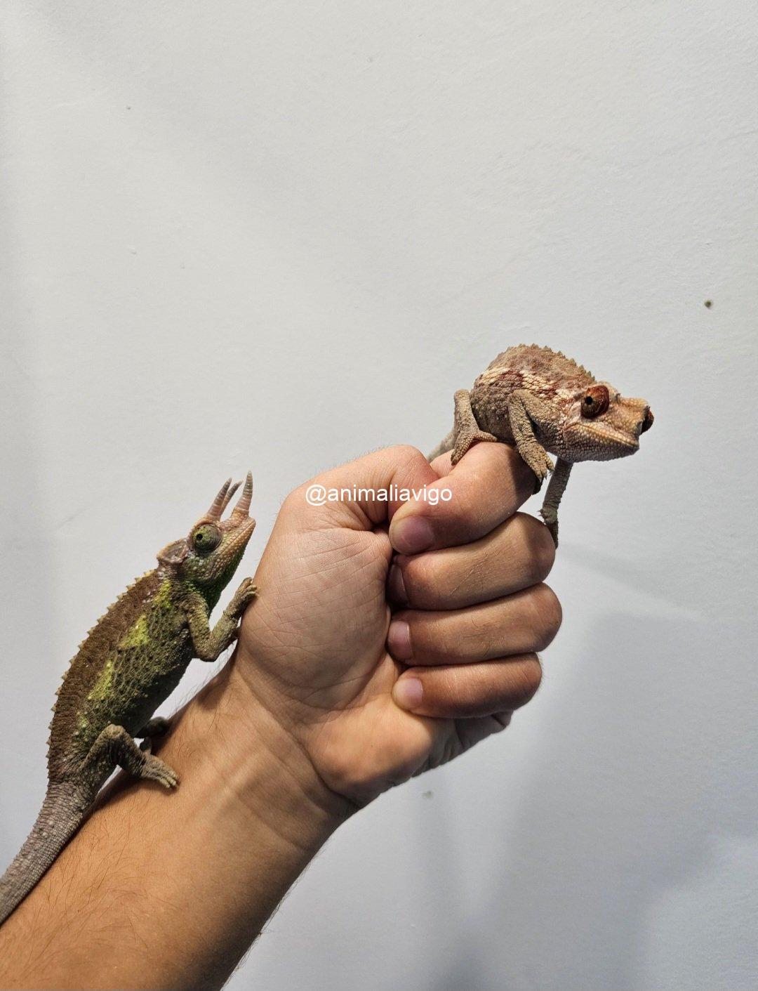 CAMALEON JACKSONII XANTOLOPHUS JUNIOR MACHO - Imagen 2