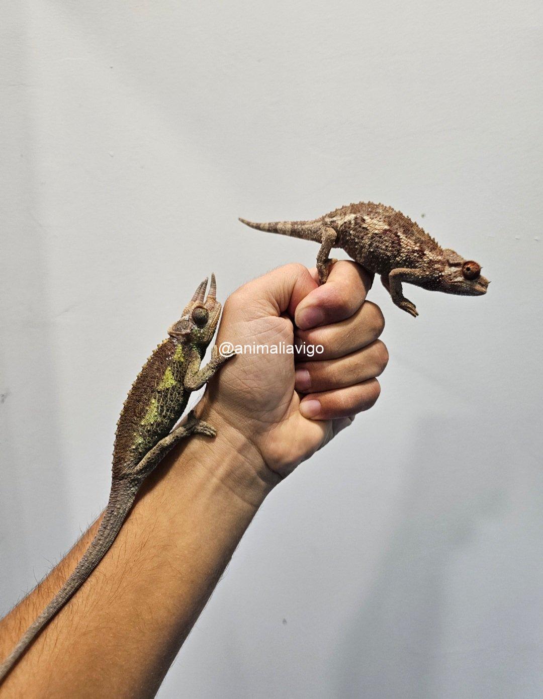 CAMALEON JACKSONII XANTOLOPHUS JUNIOR HEMBRA - Imagen 2