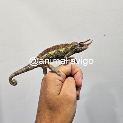 CAMALEON JACKSONII XANTOLOPHUS JUNIOR MACHO