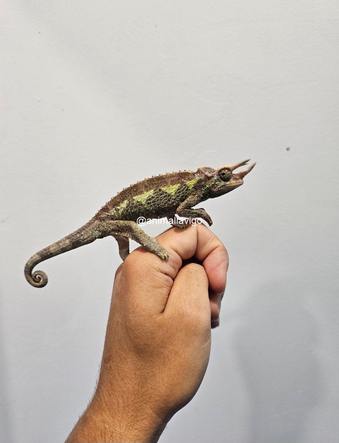 CAMALEON JACKSONII XANTOLOPHUS JUNIOR MACHO