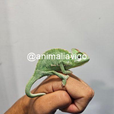 CAMALEON CALYPTRATUS JUNIOR