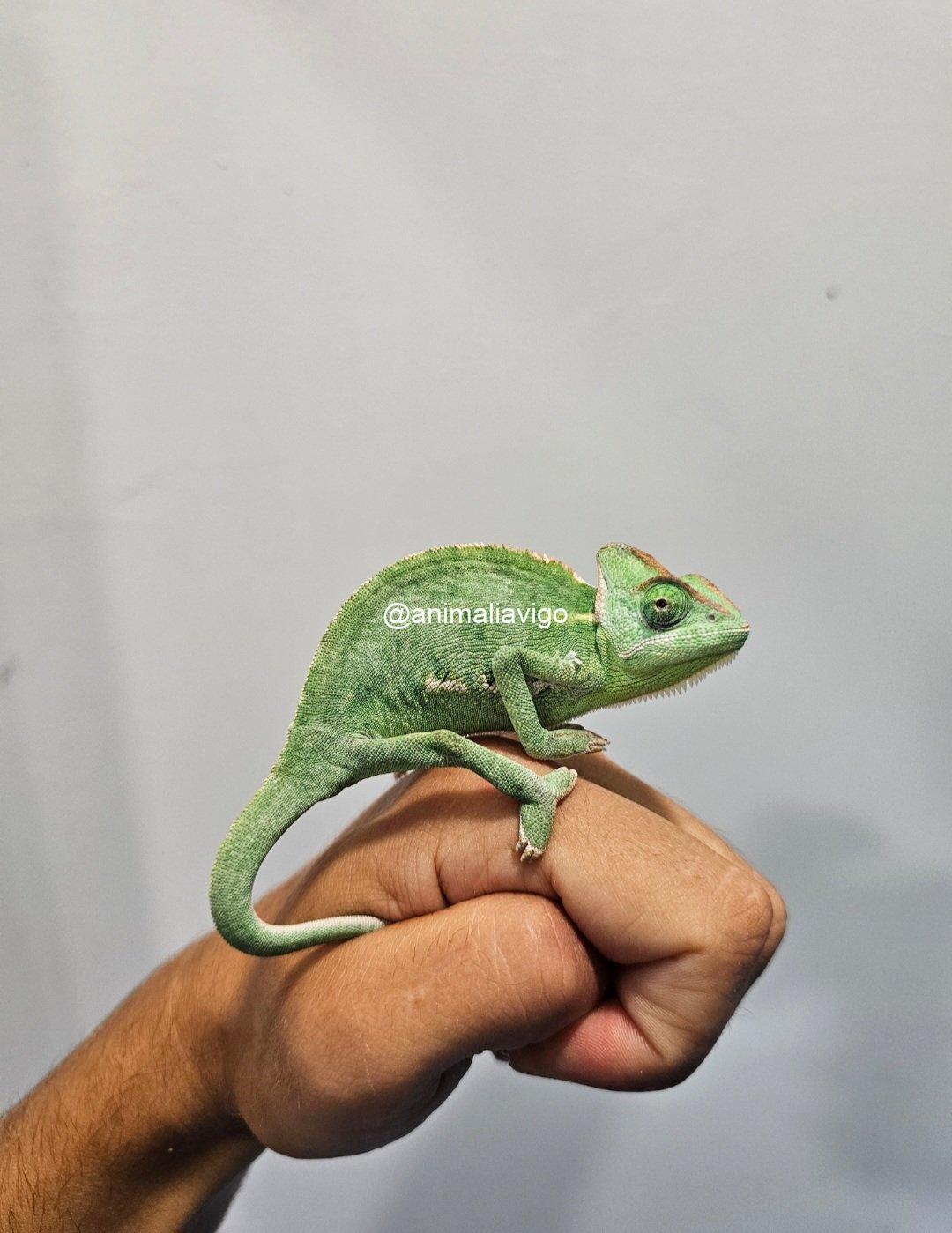 CAMALEON CALYPTRATUS JUNIOR