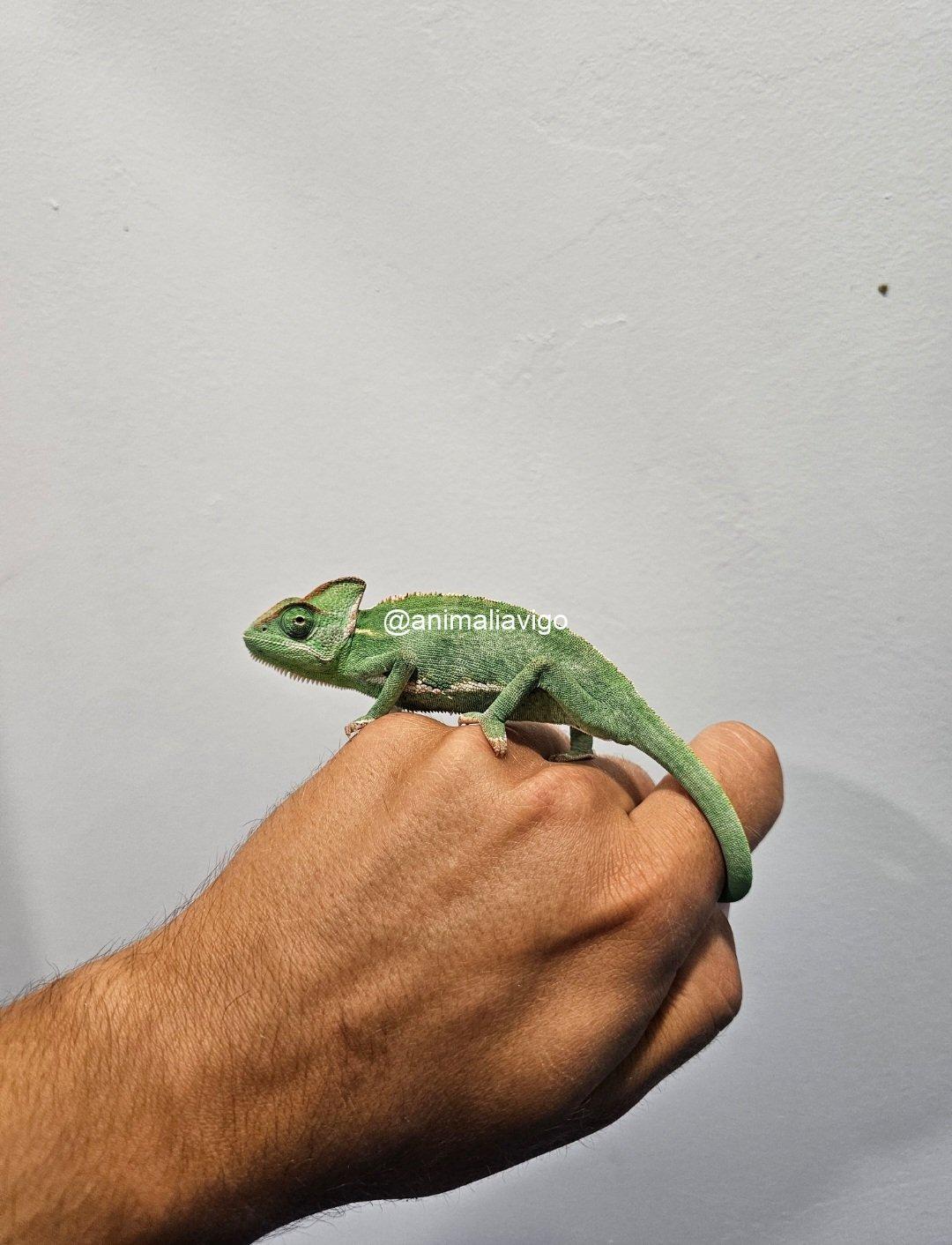CAMALEON CALYPTRATUS JUNIOR - Imagen 3