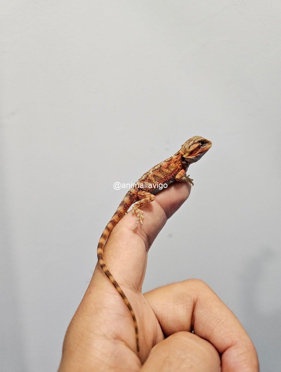 POGONA SURTIDA BABY - Imagen 4