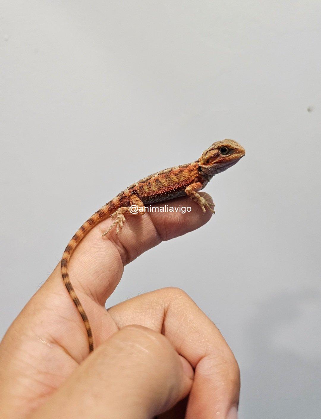 POGONA SURTIDA BABY - Imagen 2