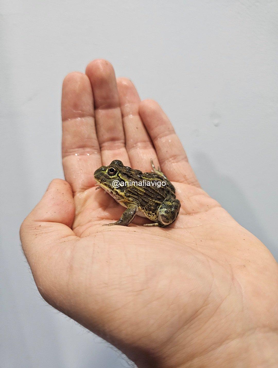 RANA TORO - Imagen 2