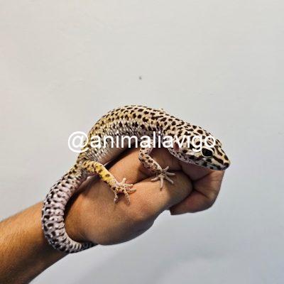 GECKO LEOPARDO SURTIDO ADULTO