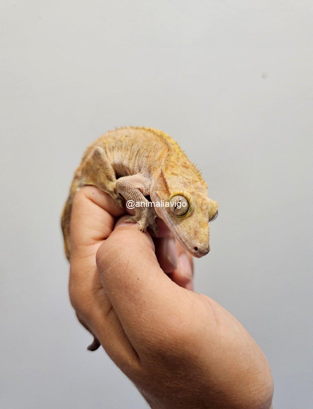 GECKO CILIATUS MACHO ADULTO - Imagen 4