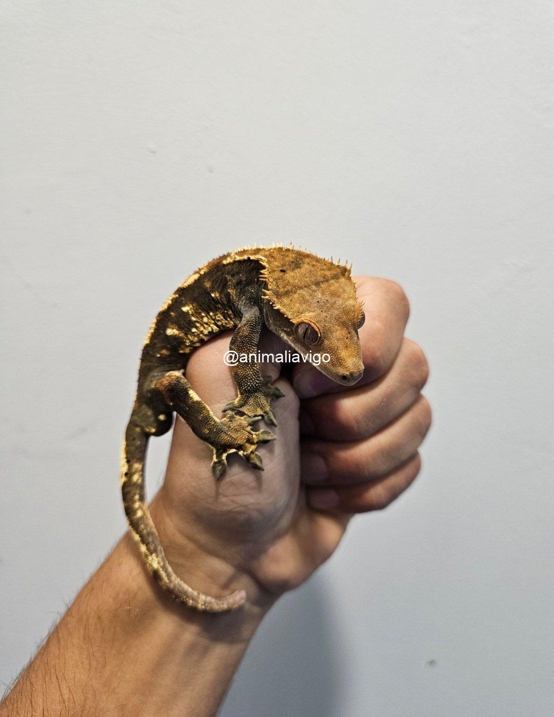 GECKO CILIATUS MACHO ADULTO - Imagen 3