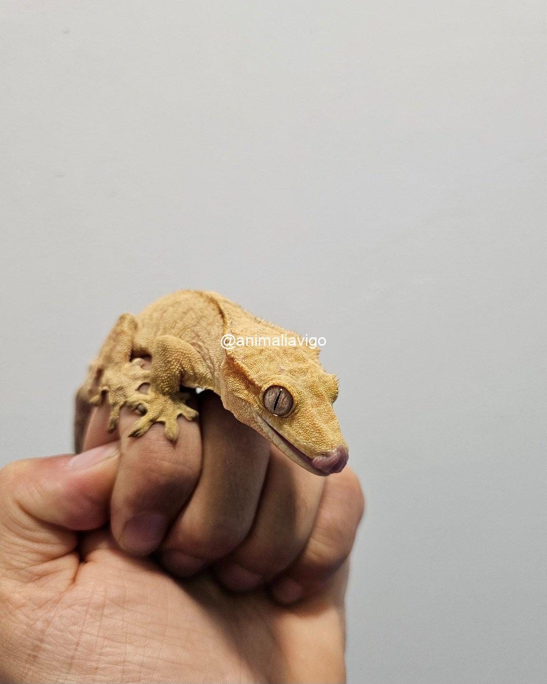 GECKO CILIATUS MACHO ADULTO - Imagen 6