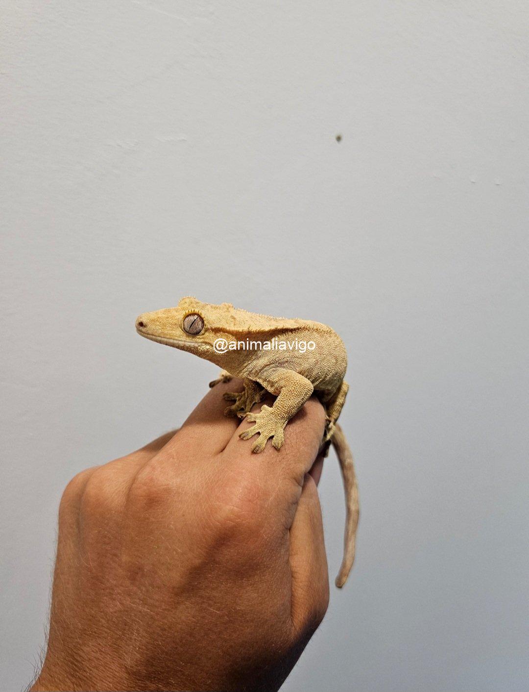 GECKO CILIATUS MACHO ADULTO - Imagen 2