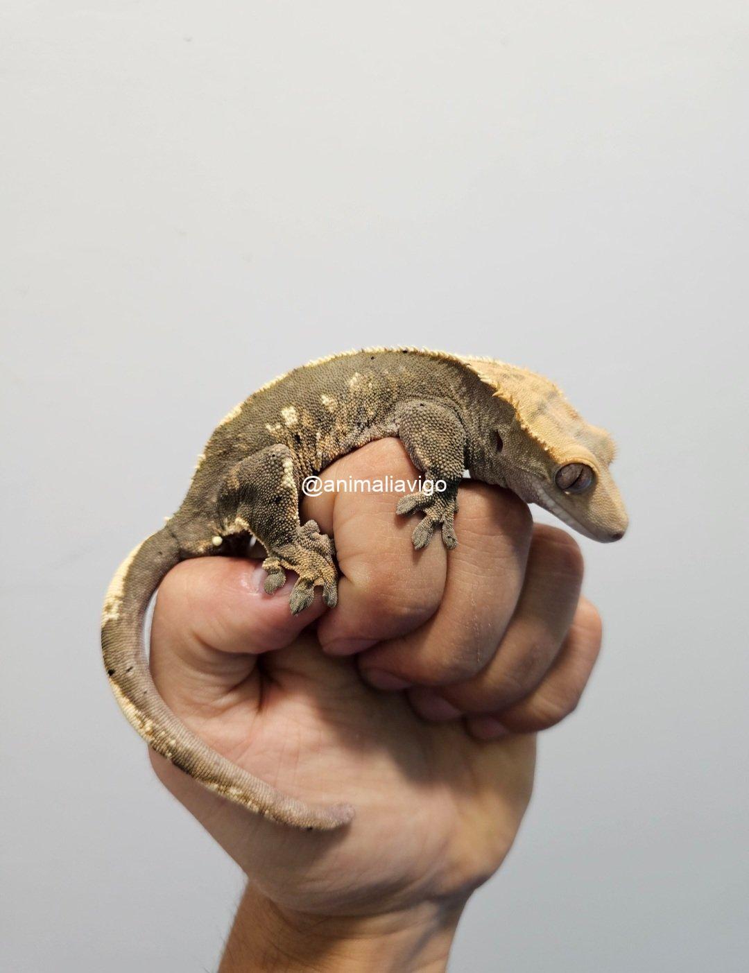 GECKO CILIATUS MACHO ADULTO - Imagen 5