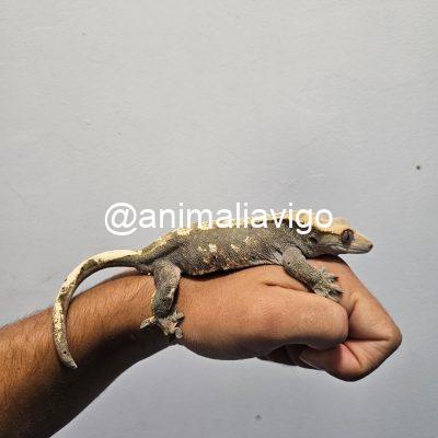 GECKO CILIATUS HEMBRA ADULTA