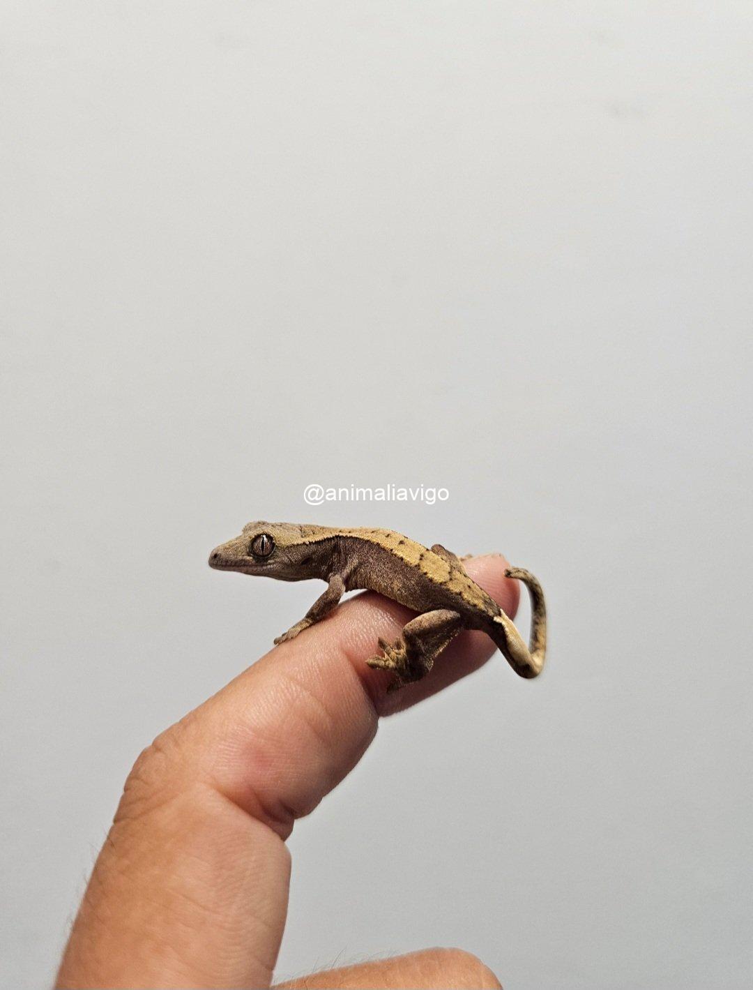 GECKO CILIATUS SURTIDO BABY - Imagen 2