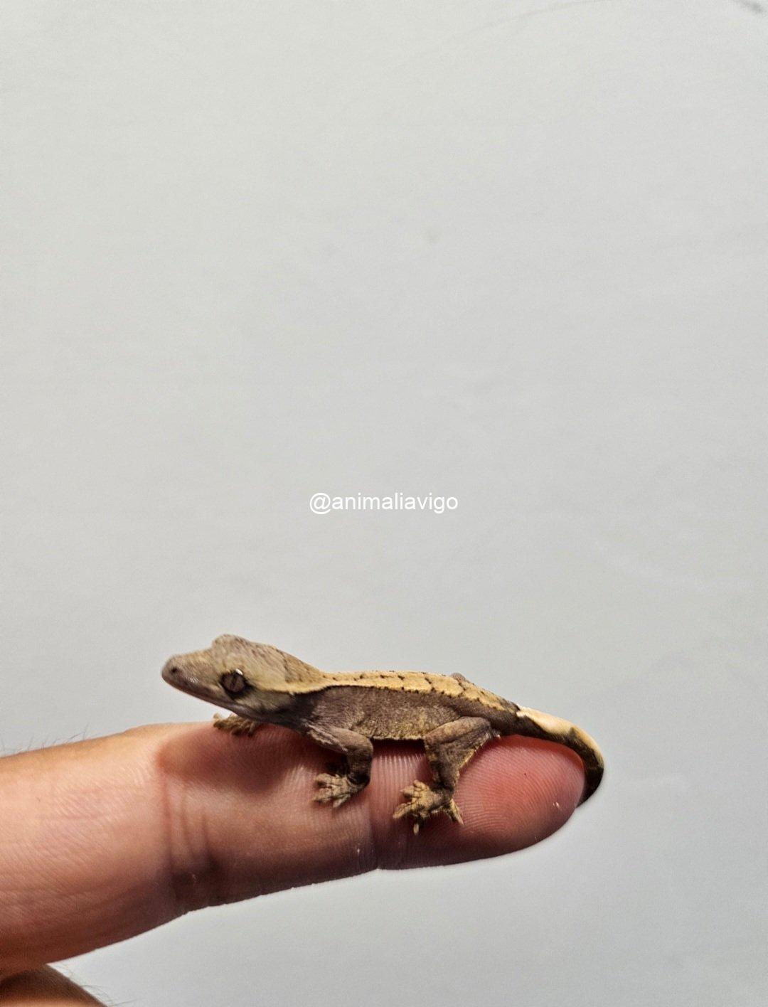 GECKO CILIATUS SURTIDO BABY - Imagen 3