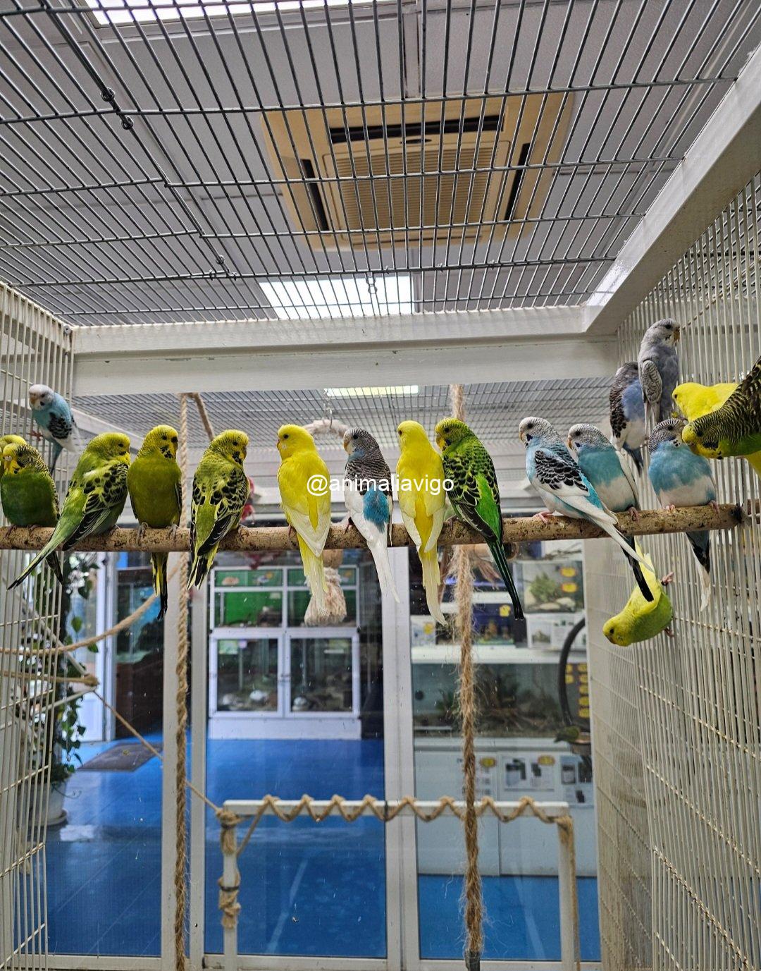 PERIQUITO SURTIDO MACHO - Imagen 2