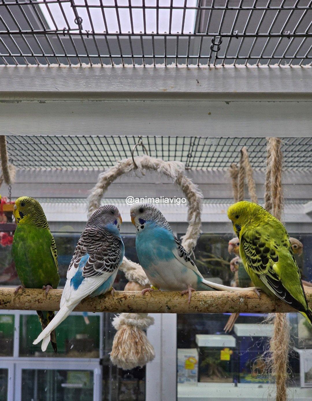 PERIQUITO SURTIDO MACHO - Imagen 7