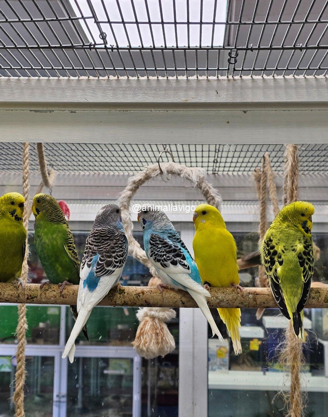 PERIQUITO SURTIDO MACHO - Imagen 3