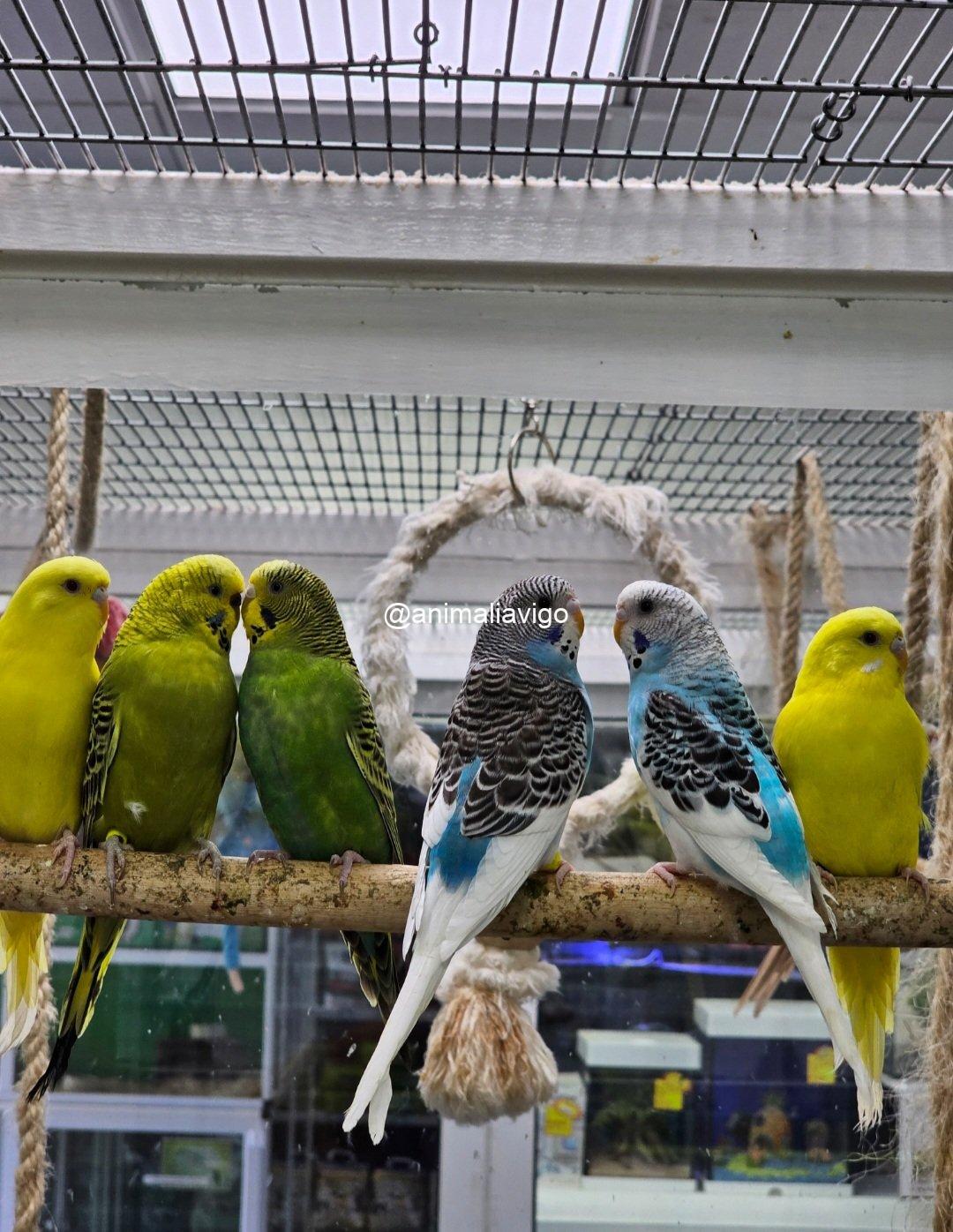 PERIQUITO SURTIDO MACHO - Imagen 6