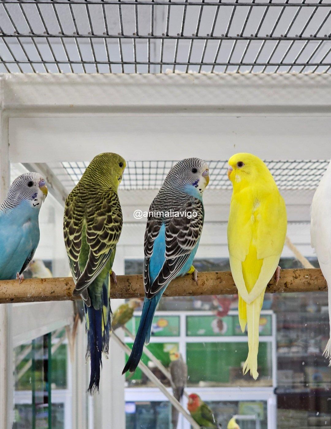 PERIQUITO SURTIDO HEMBRA - Imagen 4