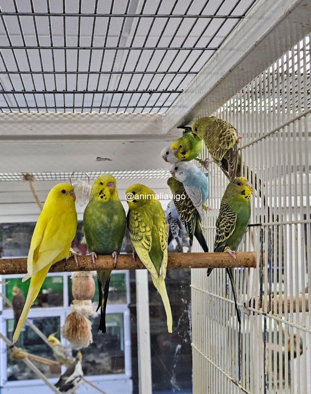 PERIQUITO SURTIDO HEMBRA - Imagen 2