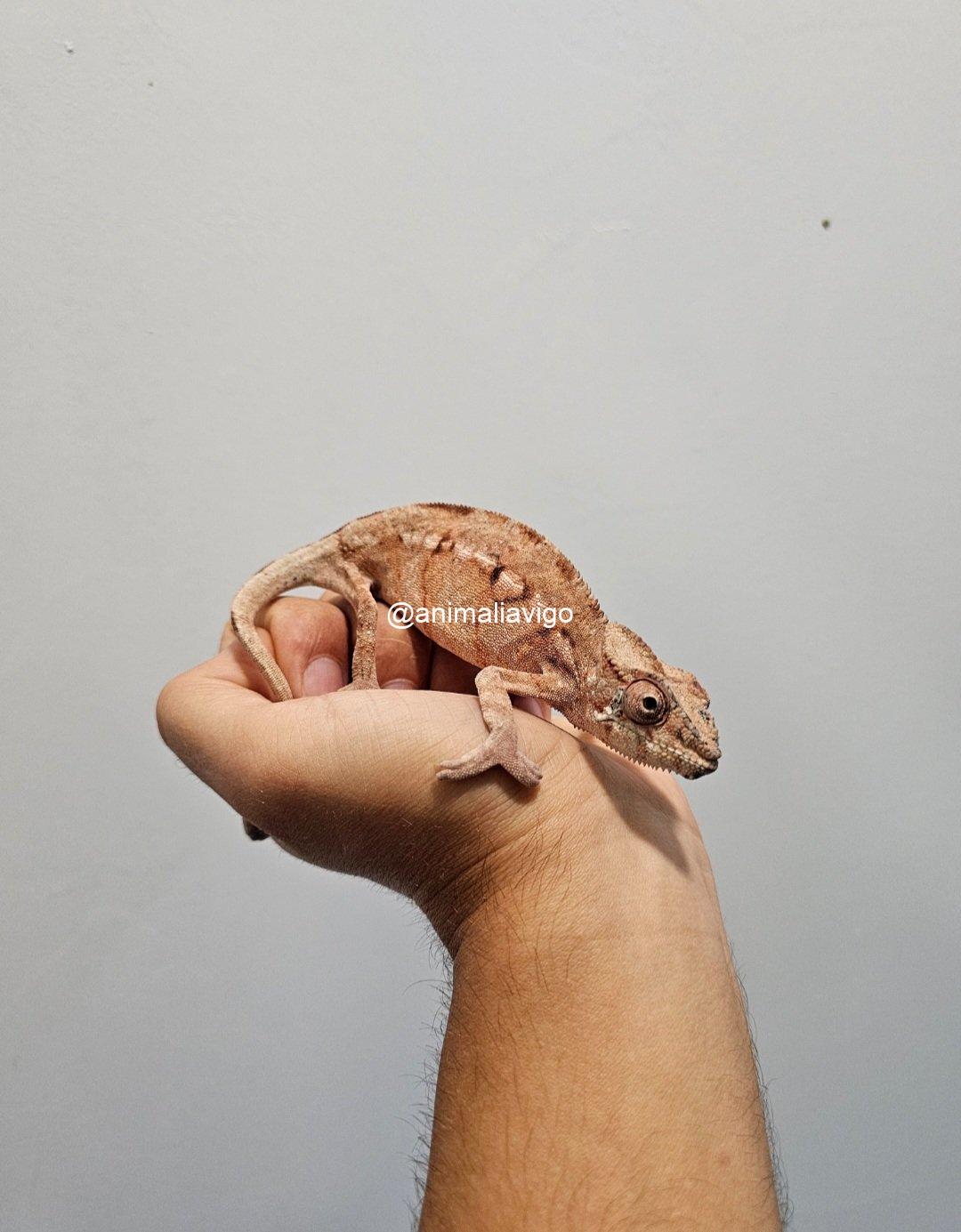 CAMALEON PANTERA ROJO HEMBRA - Imagen 2