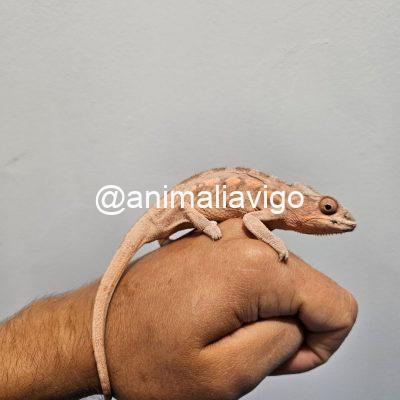 CAMALEON PANTERA ROJO HEMBRA