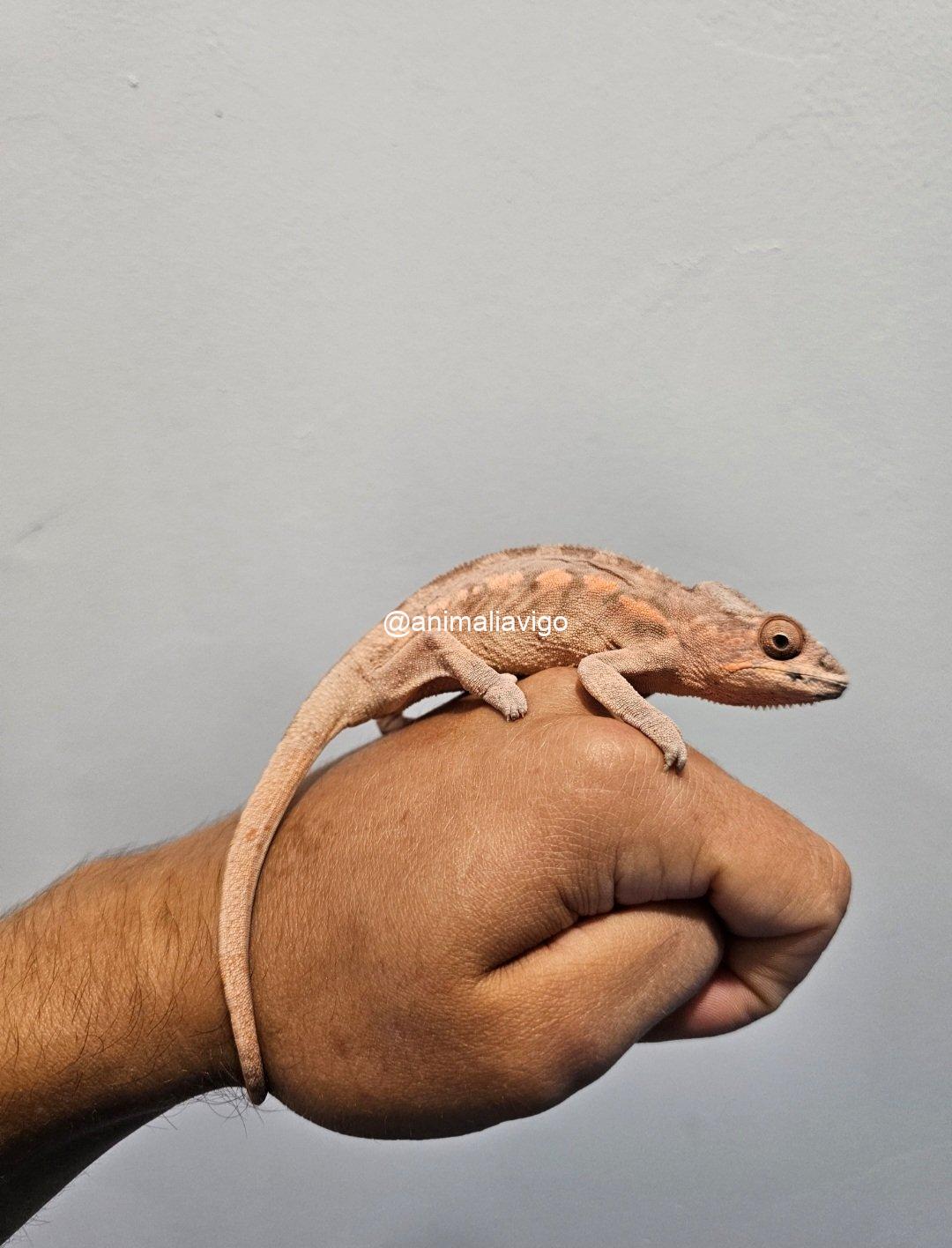 CAMALEON PANTERA ROJO HEMBRA