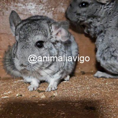 CHINCHILLA GRIS