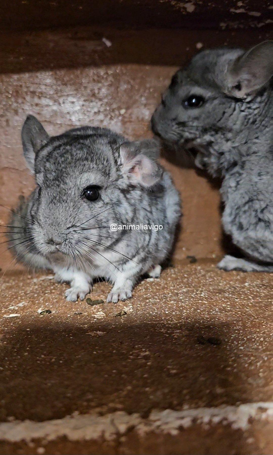 CHINCHILLA GRIS