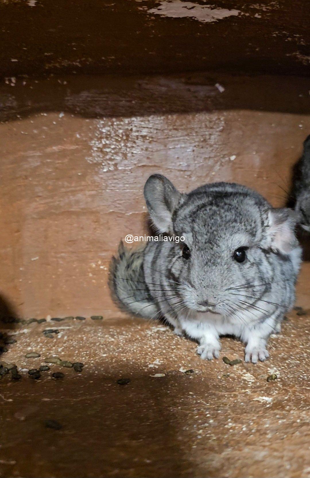 CHINCHILLA GRIS - Imagen 3