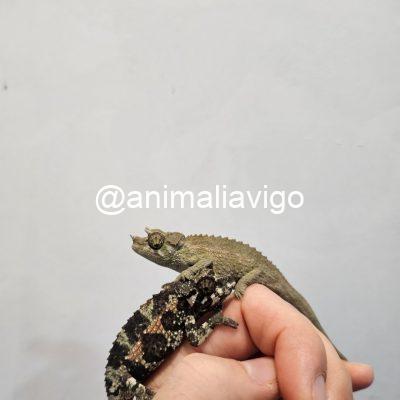 CAMALEON JACKSONII JACKSONII JUNIOR MACHO