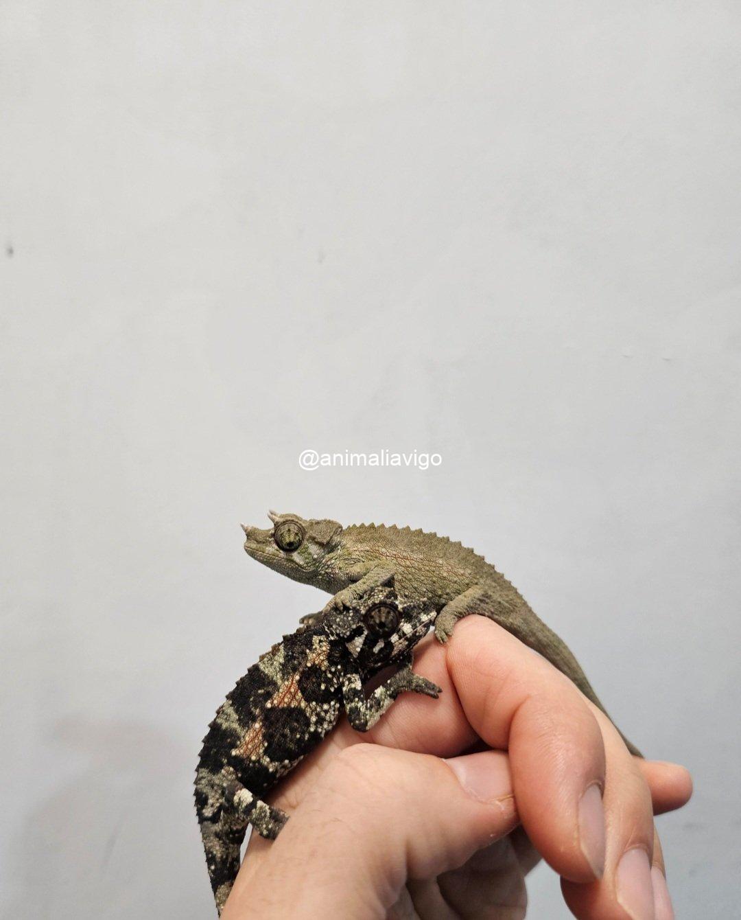 CAMALEON JACKSONII JACKSONII JUNIOR HEMBRA - Imagen 2