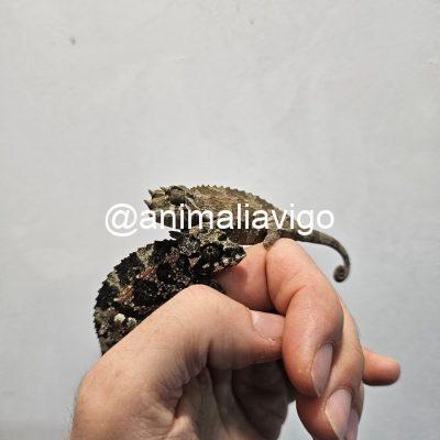 CAMALEON JACKSONII JACKSONII JUNIOR HEMBRA