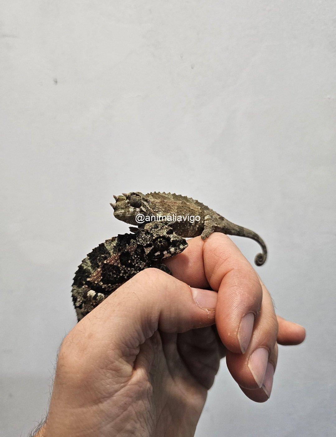 CAMALEON JACKSONII JACKSONII JUNIOR HEMBRA