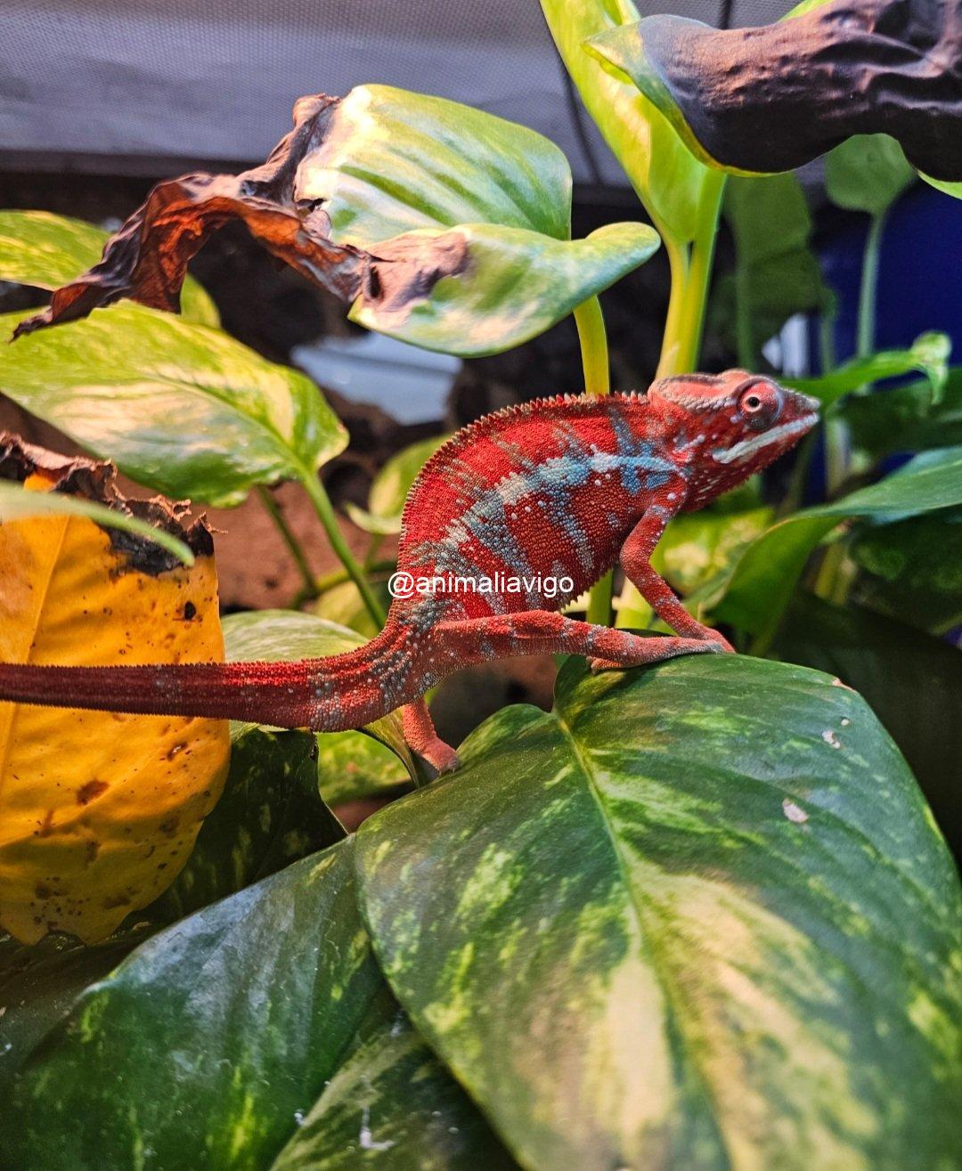 CAMALEON PANTERA ROJO PAREJA - Imagen 4