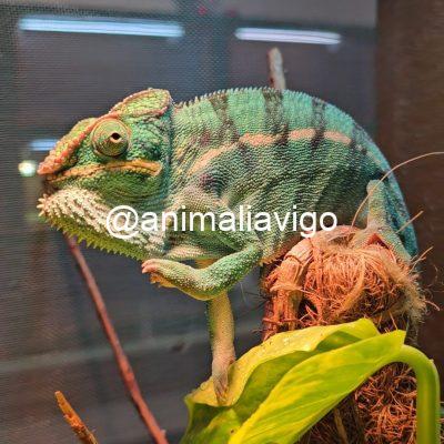 CAMALEON PANTERA AZUL PAREJA