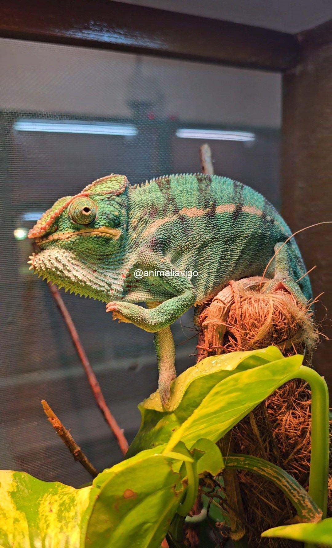 CAMALEON PANTERA AZUL PAREJA