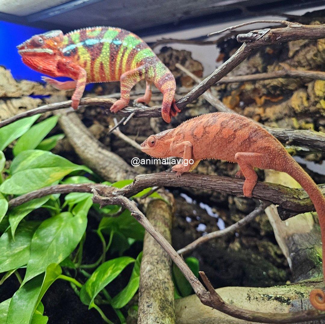 CAMALEON PANTERA ROJO PAREJA - Imagen 2