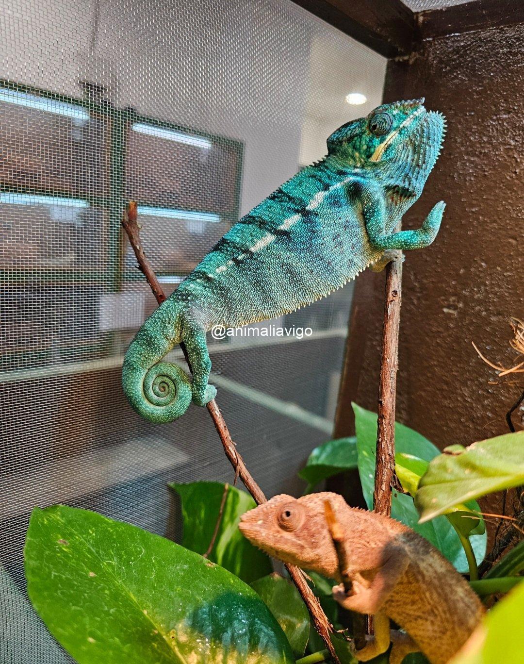 CAMALEON PANTERA AZUL PAREJA - Imagen 2