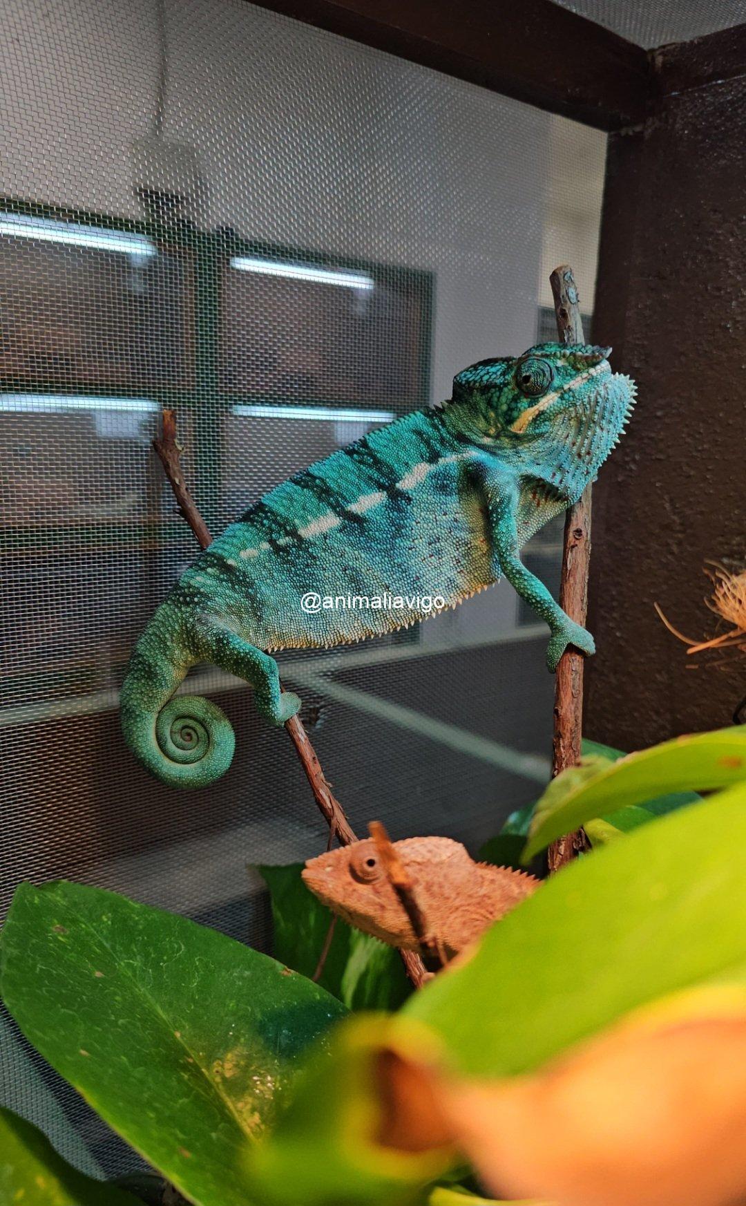 CAMALEON PANTERA AZUL PAREJA - Imagen 4