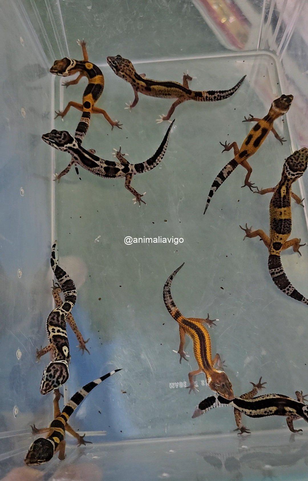 GECKO LEOPARDO SURTIDO BABY - Imagen 2